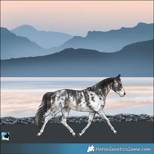 Horse Color:Brown Sabino Rabicano 