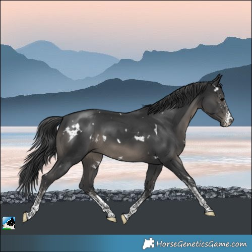 Horse Color:White Spotted Black Rabicano 
