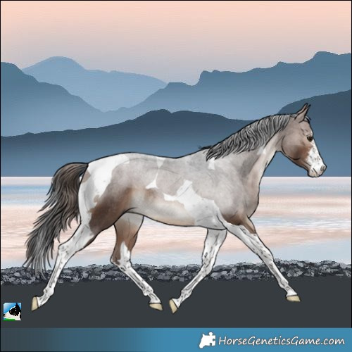Horse Color:White Spotted Brown Tobiano Rabicano 
