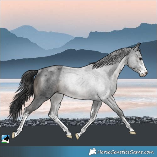 Horse Color:White Spotted Blue Roan Rabicano