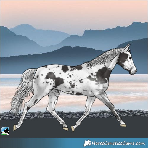 Horse Color:White Spotted Smoky Black Harlequin Merle Rabicano 