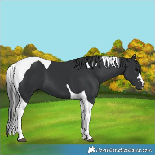 Horse Color:Black Tobiano 