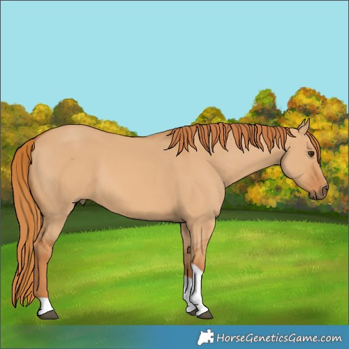 Horse Color:Red Dun Tobiano 