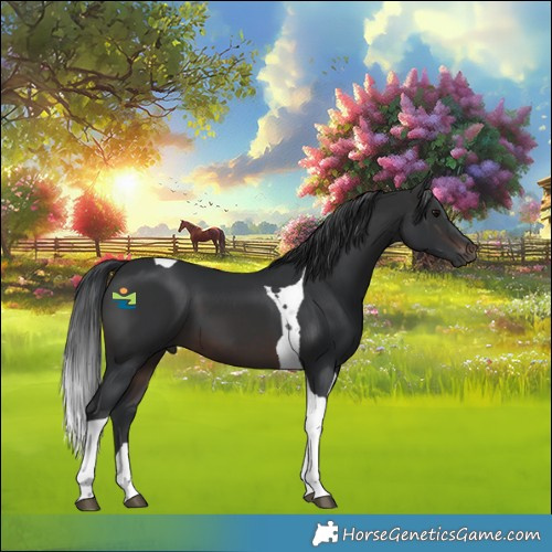 Horse Color:Brown Tobiano