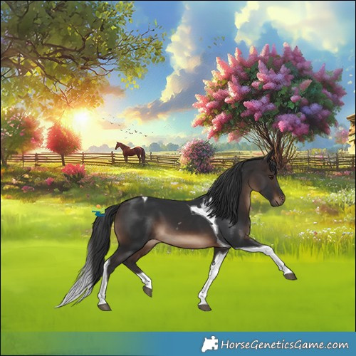 Horse Color:Brown Tobiano