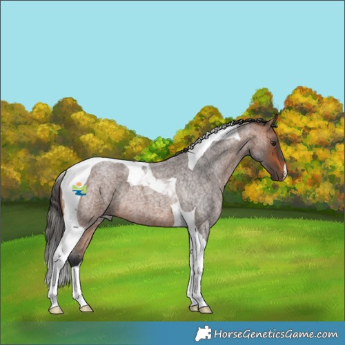 Horse Color:Bay Roan Tobiano 