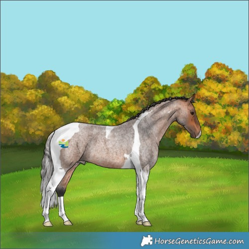 Horse Color:Bay Roan Tobiano 