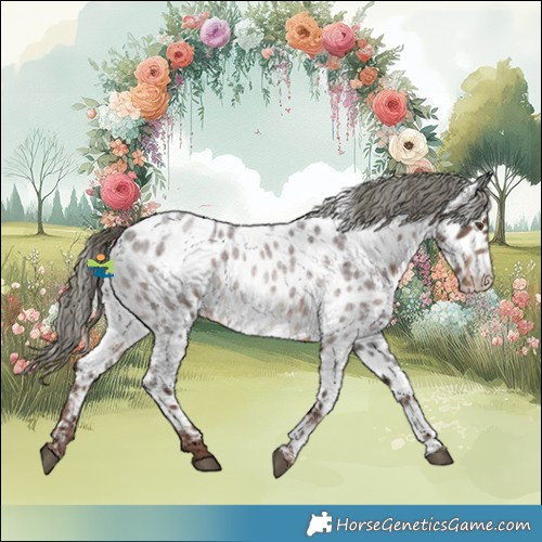 Horse Color:White Spotted Liver Red Roan Mushroom Appaloosa 