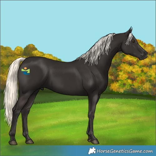 Horse Color:Liver Chestnut Mushroom 