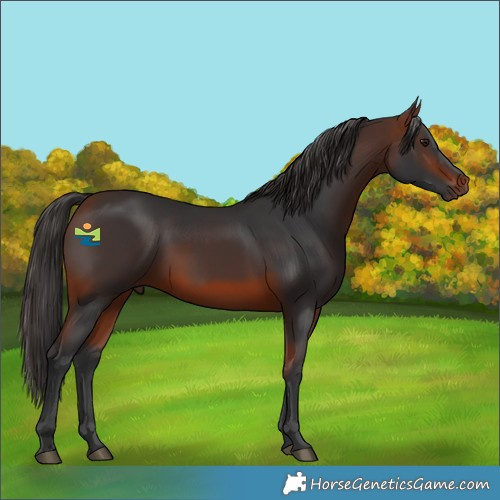 Horse Color:Bay Mushroom