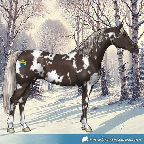 Horse Color:White Spotted Liver Chestnut Mushroom 