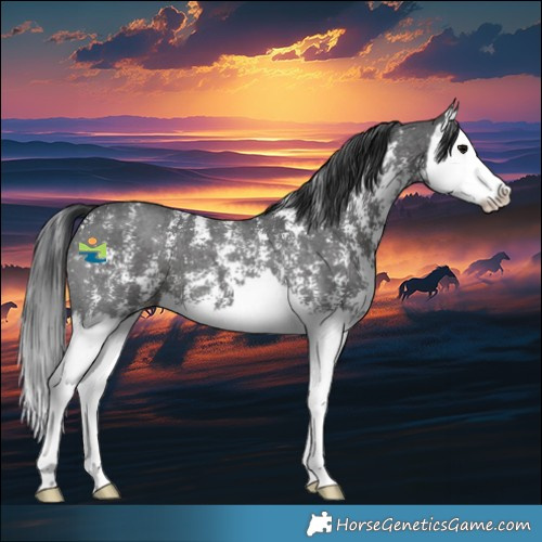 Horse Color:Black Sabino Splash 