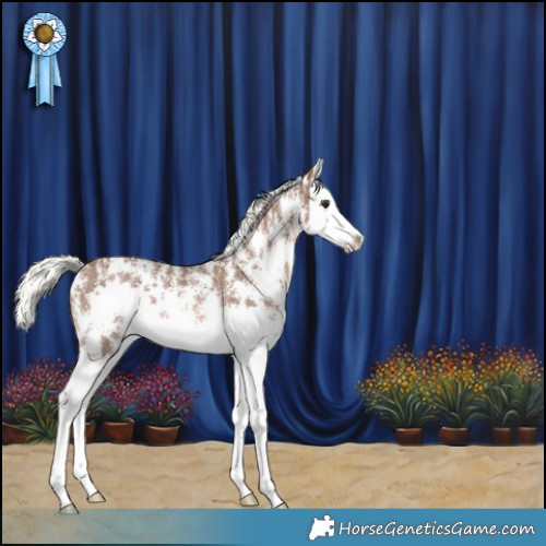 Horse Color:Chestnut Mushroom Sabino Splash Rabicano 