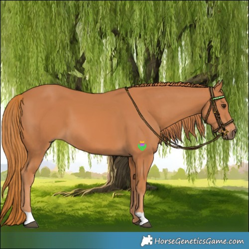 Horse Color:Chestnut 