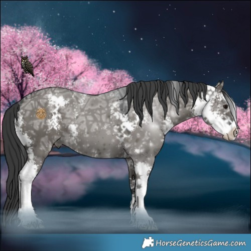 Horse Color:Grullo Ice Sabino