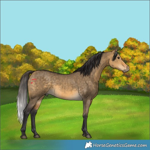 Horse Color:Buckskin Dun Rabicano Brindle 