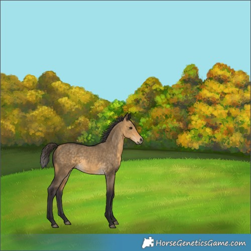 Horse Color:Buckskin Dun Rabicano Brindle 