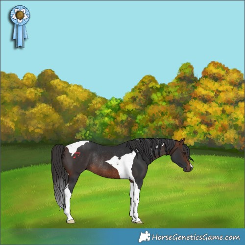 Horse Color:Brown Tobiano Rabicano 