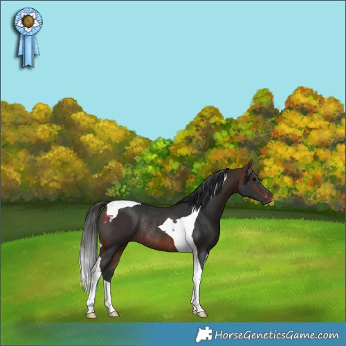 Horse Color:Brown Tobiano Rabicano 