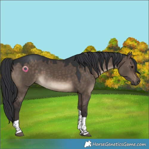 Horse Color:Brown Dun Tobiano