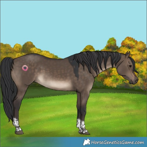 Horse Color:Brown Dun Tobiano Rabicano