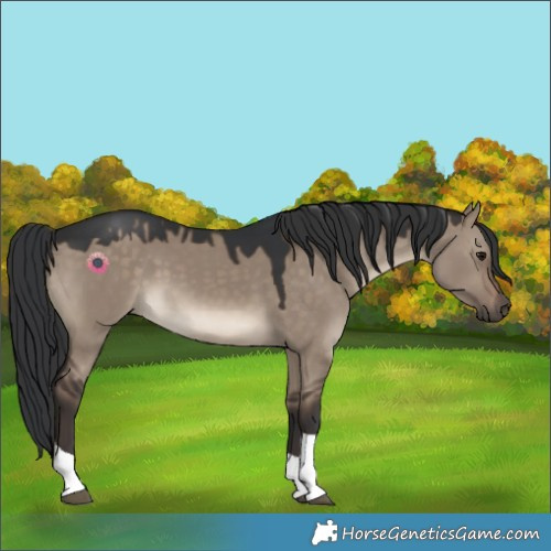 Horse Color:Brown Dun Tobiano 