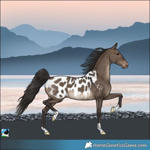 Horse Color:Brown Dun Appaloosa