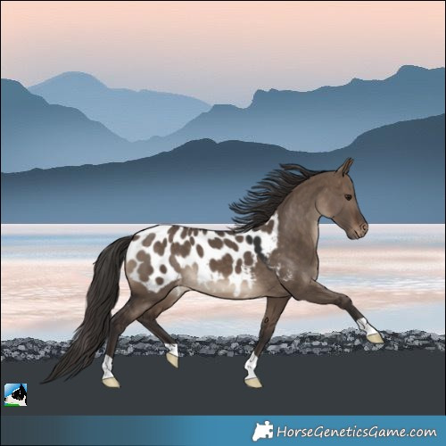 Horse Color:Brown Dun Blanket 