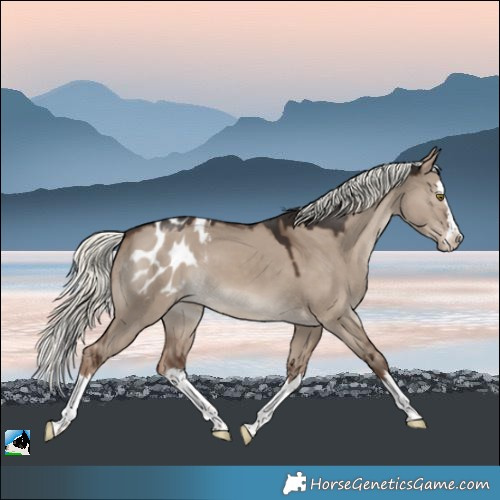 Horse Color:Liver Red Dun Mushroom Splash Appaloosa