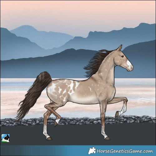 Horse Color:Liver Red Dun Appaloosa Rabicano 