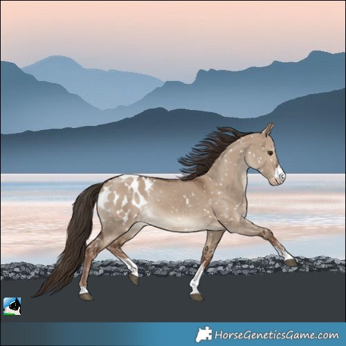 Horse Color:Liver Red Dun Blanket Rabicano 
