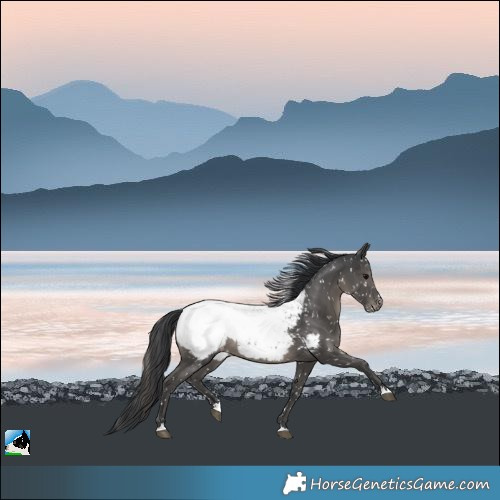 Horse Color:Black Near Fewspot Rabicano