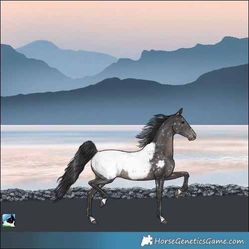 Horse Color:Black Appaloosa Rabicano 