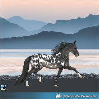 Horse Color:Black Near Leopard