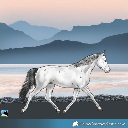 Horse Color:Black Appaloosa Rabicano