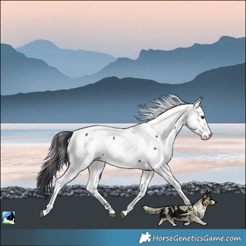 Horse Color:Black Fewspot Rabicano 