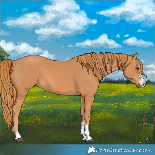 Horse Color:Chestnut 