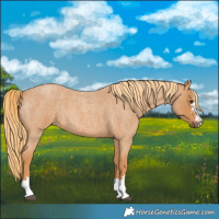 Horse Color:Red Roan
