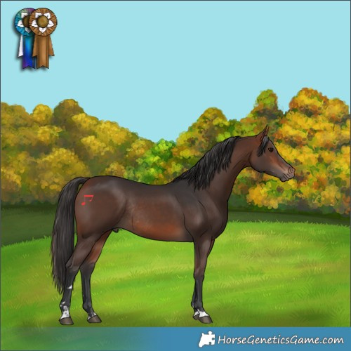 Horse Color:Bay Rabicano