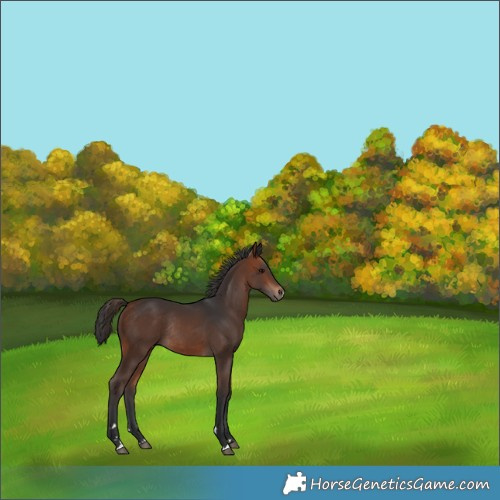 Horse Color:Bay Rabicano 