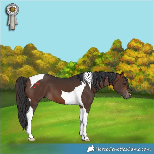 Horse Color:Brown Tobiano