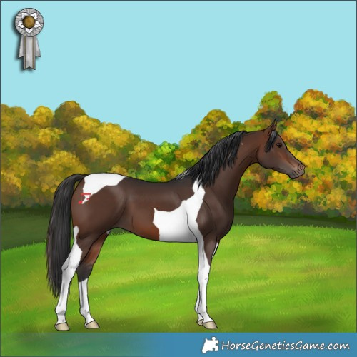 Horse Color:Brown Tobiano 