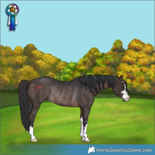 Horse Color:Brown Rabicano