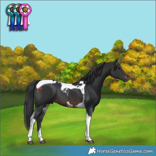 Horse Color:Brown Tobiano Rabicano