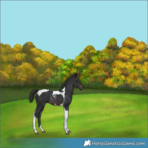 Horse Color:Brown Tobiano Rabicano 