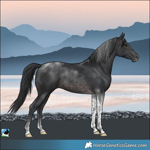 Horse Color:Platinum Brown Tobiano Rabicano 