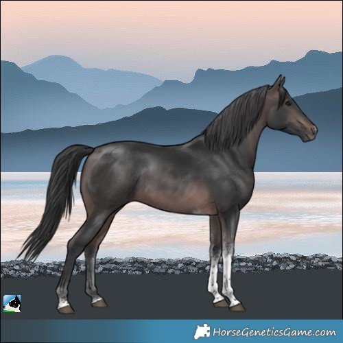 Horse Color:Platinum Brown Tobiano Rabicano 