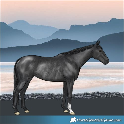 Horse Color:Black Mushroom Rabicano 