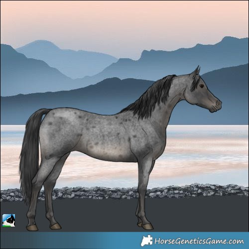 Horse Color:Blue Roan