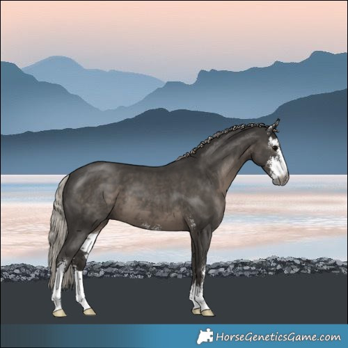 Horse Color:Gray Silver Black Sabino 